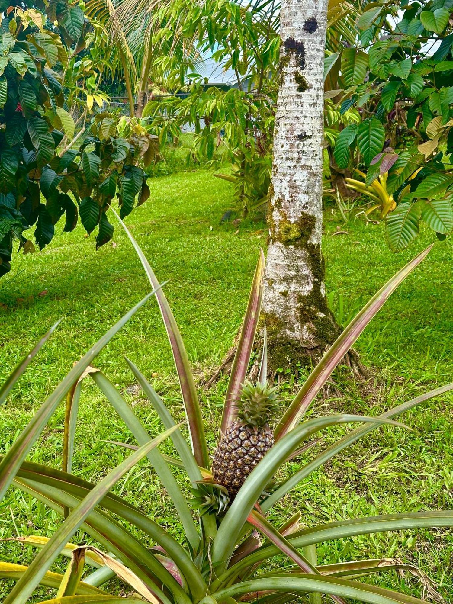 Апартаменты Big Island Getaway Pahoa Экстерьер фото